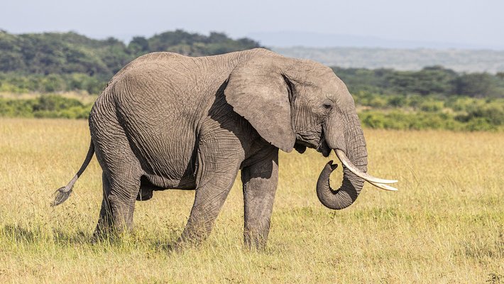 An elephant in a field