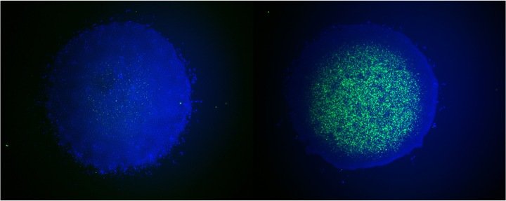 A dark blue circular shape on the left and a circular shape with green pinpoints on the right