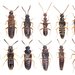 Eight different types of beetles aligned in rows