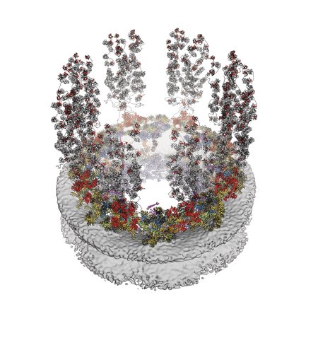 A computer generated image of the nuclear pore complex. Arms composed of many atoms stick off of its surface.