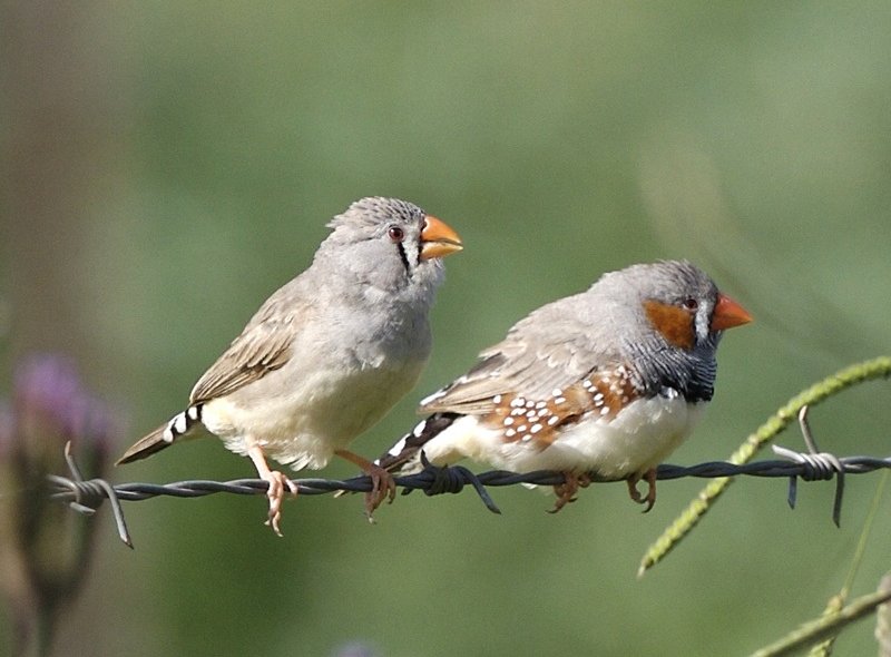 Two gray birds with orange beaks stand on a wire