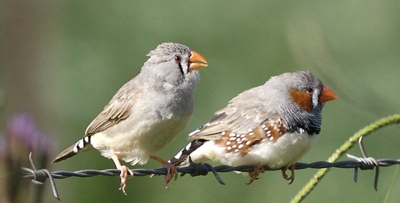 Two gray birds with orange beaks