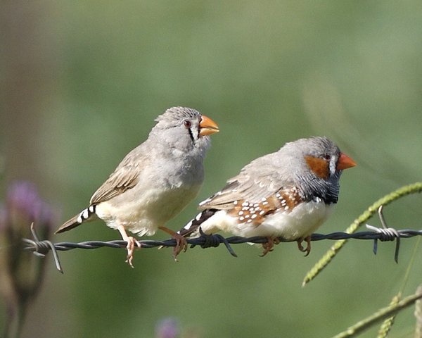 Stem Cell Technique Could Preserve Endangered Bird Species