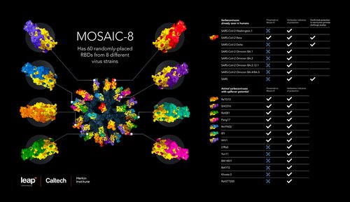 New vaccine is effective against many SARS-CoV-2 variants as well as related coronaviruses