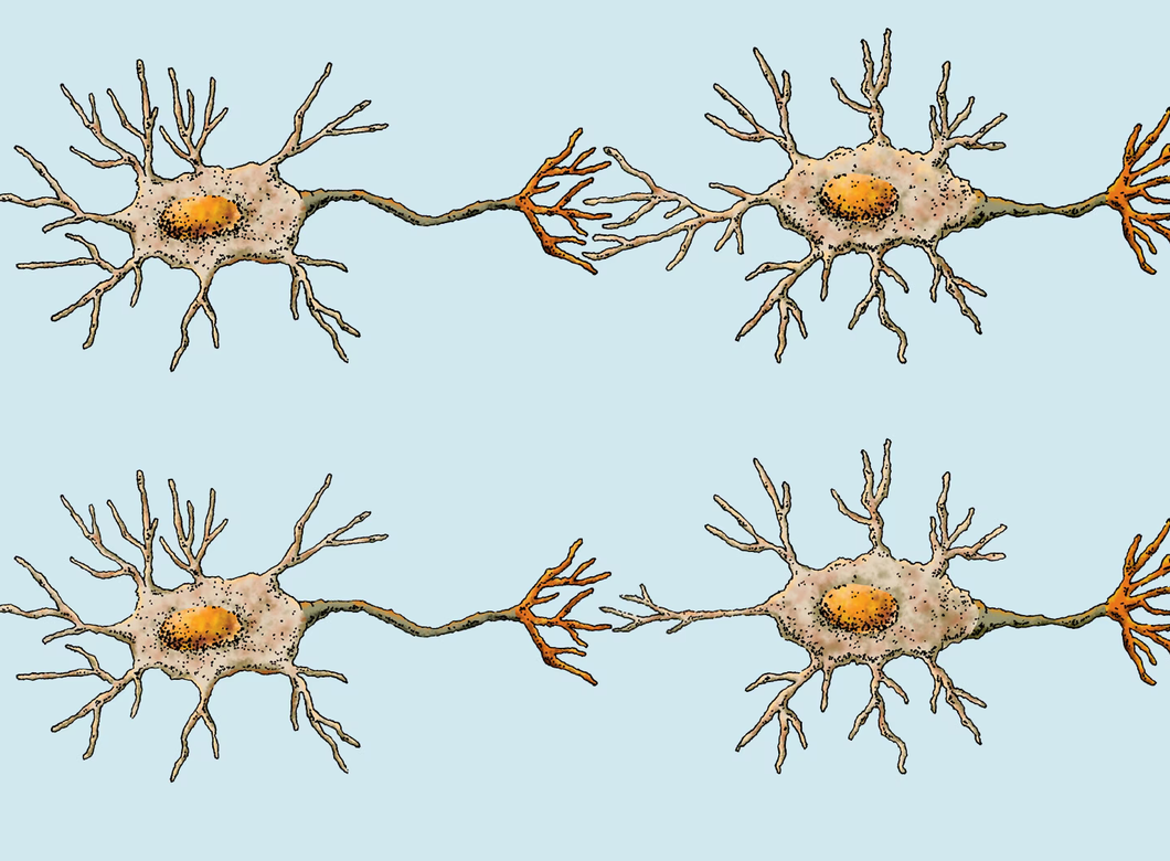Illustration of four neurons connected by branching axons and dendrites on a light blue background.