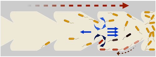 Gray curved triangles, angled to point right, at the top and bottom. Pill-shaped bacteria traveling left are caught and sent to the right.