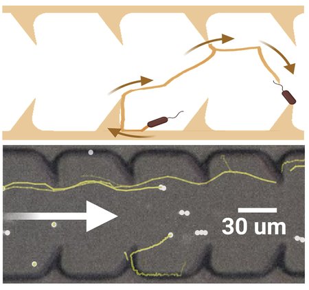 Gray curved spikes point to the right. Bacteria traveling to the left are caught and forced back to the right (downstream).