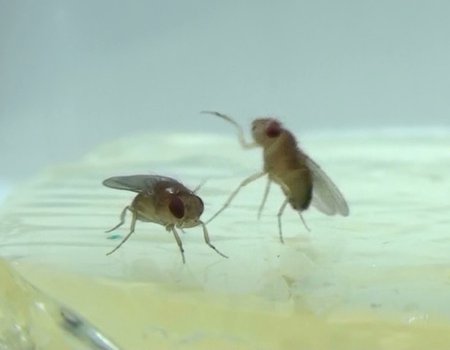 Two fruit flies fighting