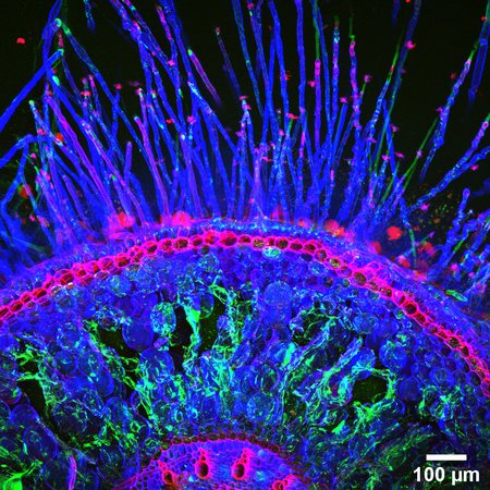 A fluorescent image of the tips of maize roots with bacteria stained in pink at their tips and bases.