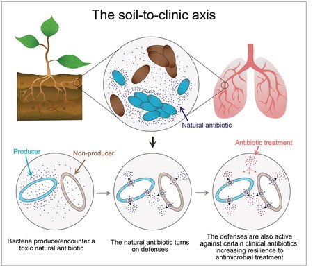 A graphic of the soil-to-clinic axis. Bacteria that produce or encounter a toxic natural antibiotic turn on cellular defenses, which are also active against certain clinical antibiotics. This increases resilience to antimicrobial treatments in a clinical setting.