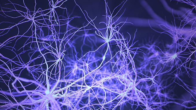 neurons