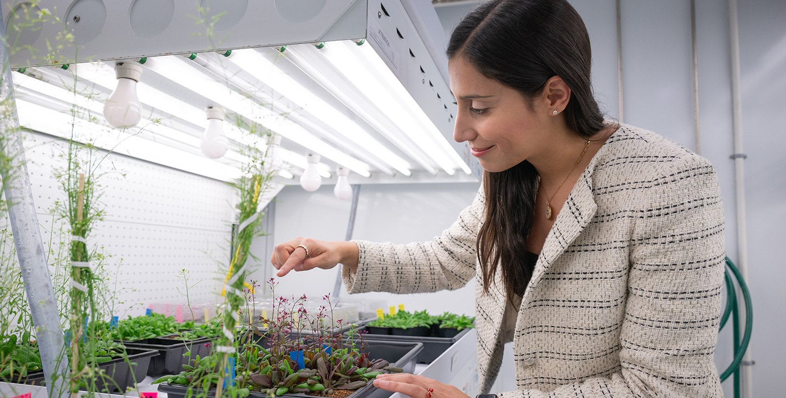 a woman examining a some of the plants in a laboratory with different types of lightbulbs above