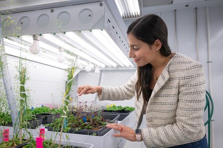 a woman examining a some of the plants in a laboratory with different types of lightbulbs above