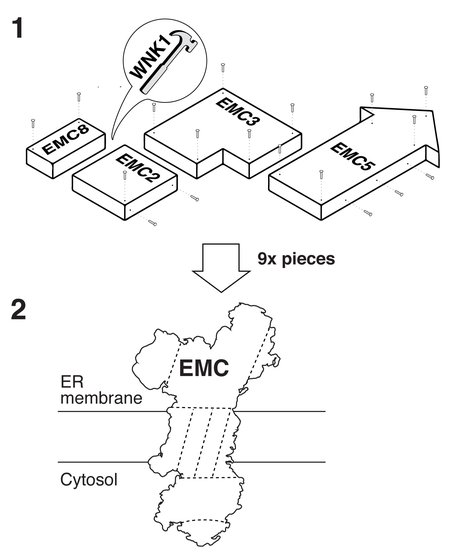 An IKEA-like diagram of nine protein subunits coming together to make up the EMC