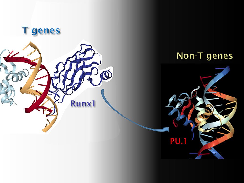 a cartoon of DNA-binding proteins and genes