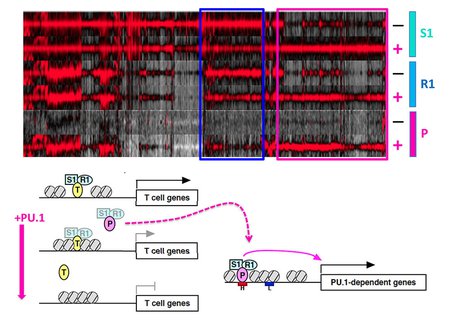 a diagram of how PU.1 changes DNA binding choices