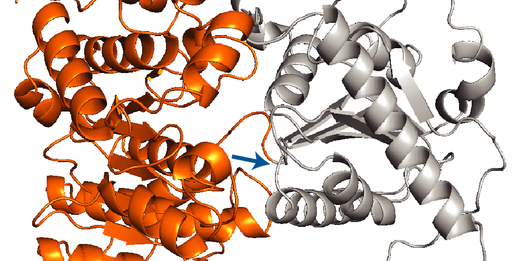 ribbonlike folded protein domains, one shown in orange, the rest shown in gray