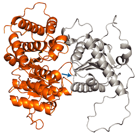 ribbonlike folded protein domains, one shown in orange, the rest shown in gray