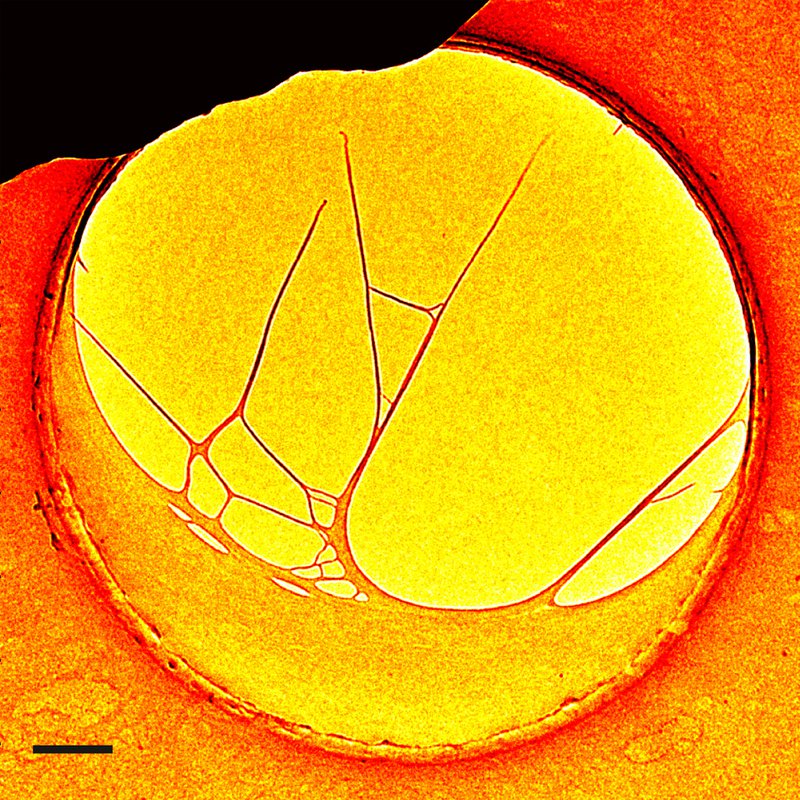 Fig1_PNAS_ColoredEnhanced-NEWS-WEB.jpeg