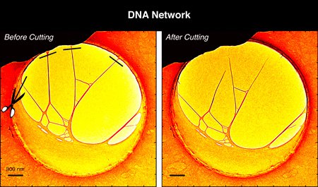 Fig1_PNAS_ColoredEnhanced_2nd_Page2-NEWS-WEB.jpeg