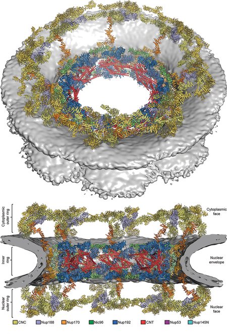 composite structure of the symmetric core of the nuclear pore complex