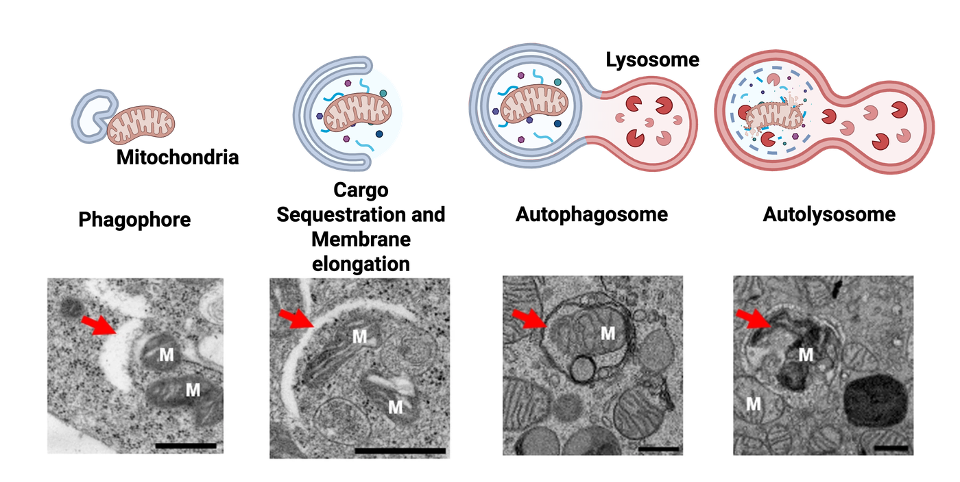 A diagram illustrating mitophagy, along with images of the process occurring in a cell.
