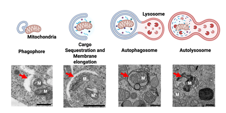 A diagram illustrating mitophagy, along with images of the process occurring in a cell.