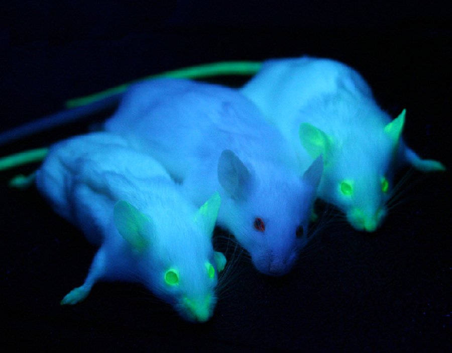 Three lab mice are pictured under blacklight. Two express green fluorescent protein, making their nose, eyes, and other bare skin glow green.