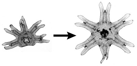 Left: a jellyfish with one of its six appendages (arms) amputated. Right: the same jellyfish has regrown the missing arm.