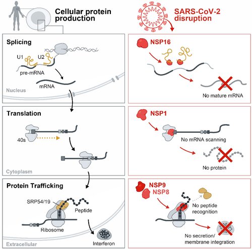 A column on the left illustrates healthy cellular splicing, translation, and protein trafficking processes. A column on the right shows how SARS-CoV-2 proteins interfere with each of these steps.