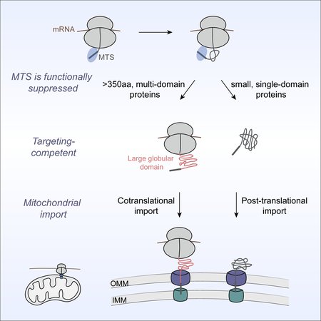 graphical summary of the mitochondrial protein co-translational import process