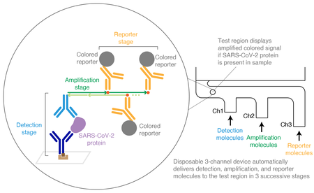 A diagram of an HCR at-home COVID-19 test. After a SARS-CoV-2 protein is detected, it is amplified, and then colored reporter molecules are attached to a scaffold built on the protein.