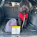 Otto the dog, post-race sitting in a car .