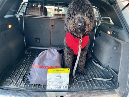 Otto the dog, post-race sitting in a car .