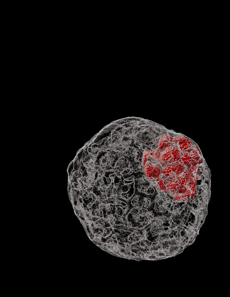 A round gray shape with a red inclusion