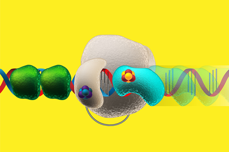 Illustration of DNA replication