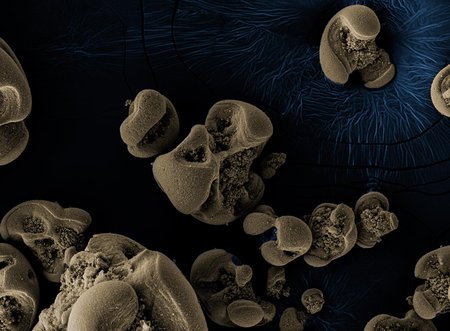 Scanning electron micrographs of manganese nodules.