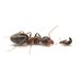 An ant and a rove beetle. The ant is about 5-10 times larger.