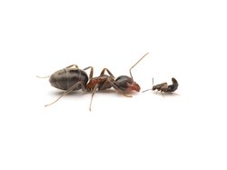 An ant and a rove beetle. The ant is about 5-10 times larger.