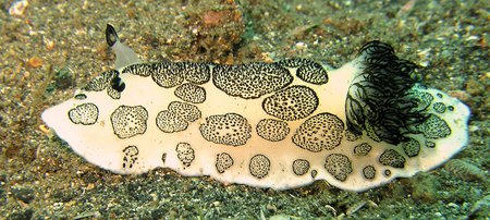 A black-and-white sea slug crawls over an ocean bottom.