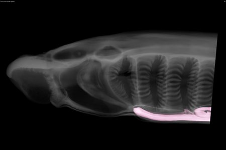 無顎の脊椎動物が甲状腺の進化的起源を解明(How a Jawless Vertebrate Parasite Reveals Evolutionary Origins of the Thyroid)