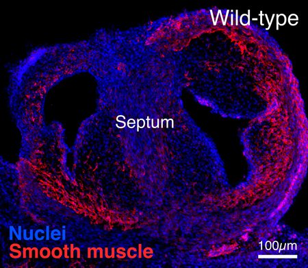 A healthy 6-day-old chicken embryo heart