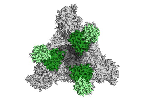 A SARS-CoV-2 S trimer bound by a neutralizing antibody.