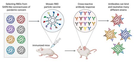 Several coronaviruses of concern are shown using different colors to label them. The vaccine induces mice to produce antibodies that match the virus colors, and thus can bind and neutralize many different strains of coronavirus.