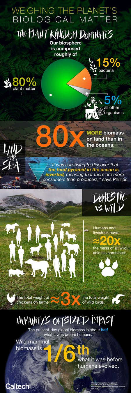 infographic with information from biomass survey