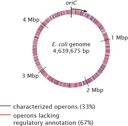 The circular E. coli genome. Sets of genes, or operons, which lack regulatory understanding are shown in red.