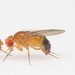 photo of two fruit flies facing each other