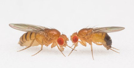 photo of two fruit flies facing each other