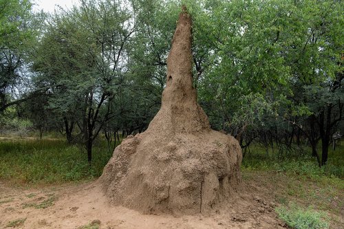 A steep-sided earthen mound rises from the ground like a muddy spire. Subtropical trees are in the background.