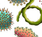 types of viruses